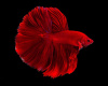 Петушок Халф Мун рубиновый самец (Betta male Halfmoon red rubin)