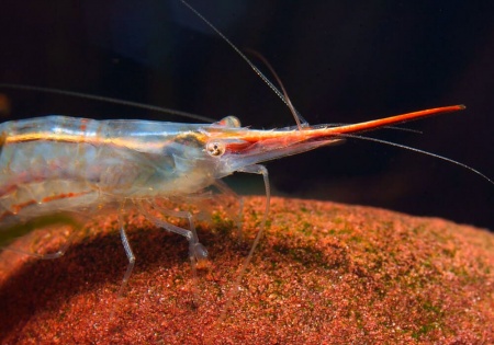 Креветка Пиноккио ( Caridina gracilirostris)