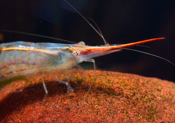 Креветка Пиноккио ( Caridina gracilirostris)