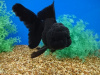 Оранда черная (Goldfish Oranda black) 10-12 см