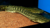 Полиптерус Лапрадей (Polypterus lapradei) 8,5-9 см