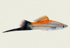 Меченосец Геллера неоновый чернохвостый (Xiphophorus helleri Neon Wagtail)