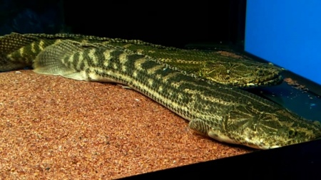 Полиптерус Лапрадей (Polypterus lapradei) 8,5-9 см