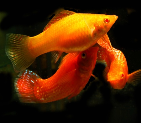 Моллинезия оранжево красная парусная  (Poecilia velifera Red Sunset Sailfin Molly)