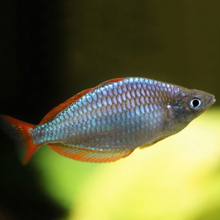 Радужница Неоновая (Melanotaenia Praecox)
