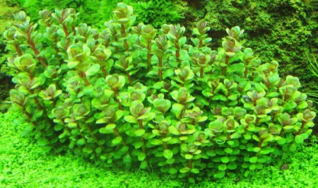 Аммания Бонсай (Ammannia sp. Bonsai) меристемная