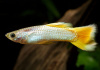 Гуппи желтый (Guppy Yellow)