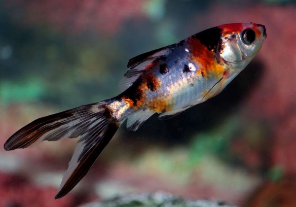Золотая рыбка Комета ситцевая (Goldfish comet calico)