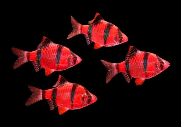 Барбус суматранский глофиш красный (Barbus GloFish)