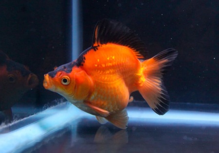 Риукин красно-черный (Goldfish Ryukin red-black )