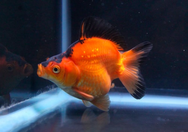 Риукин красно-черный (Goldfish Ryukin red-black )