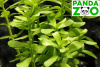 Bacopa monnieri 'Dentate'- Бакпа монниери зубчатая L257