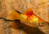 Пецилия золотая комета (Xiphophorus maculatus Golden Comet Platy)