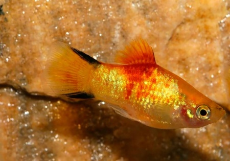 Пецилия золотая комета (Xiphophorus maculatus Golden Comet Platy)