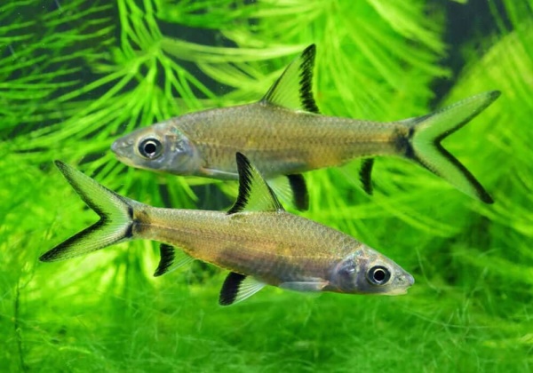 Акулий Балу (Balantiocheilus melanopterus)
