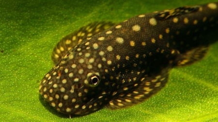 Гастромизон Пунктулатус псевдоскат , (Gastromyzon punctulatus)