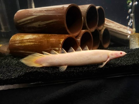 Полиптерус сенегальский альбинос (Polypterus senegalus albino) 5-6 см 