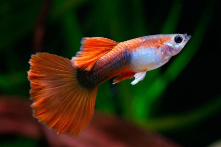 Гуппи кои смокинг (Guppy Koi Tuxedo)