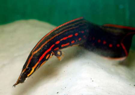 Мастацембел Краснополосый (Mastacembelus Erithrothaenia)  7-8 см