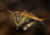 Карнегиелла мраморная (Carnegiella strigata)