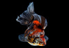 Риукин ситцевый с широким хвостом (Goldfish Ryukin calico broad tail)