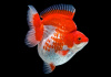Риукин красно-белый короткохвостый (Goldfish Ryukin white & Red short tail)