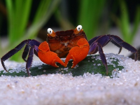 Краб Красный Дьявол (Geosesarma sp. hagen)
