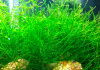 Яванский мох (Vesicularia Taxyphyllum dubyana)