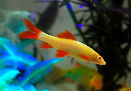 Лабео альбинос (Labeo frenatus albino)