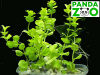 Bacopa australis- Бакопа южная L021