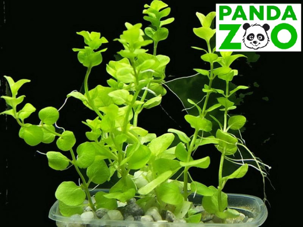 Bacopa australis- Бакопа южная L021