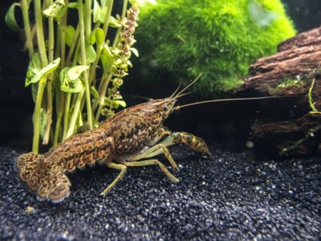 Рак мраморный (Procarambus virginalis)