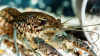 Рак мраморный (Procarambus virginalis)