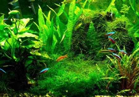 Яванский мох (Vesicularia Taxyphyllum dubyana)