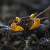 Краб Вампир Лекауда Самка  (Geosesarma sp. “lecauda”)