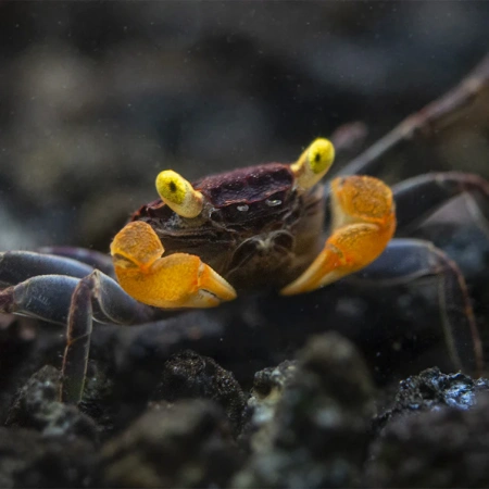 Краб Вампир Лекауда Самка  (Geosesarma sp. “lecauda”)