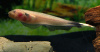 Аптеронотус Нож  Золотой  (Apteronotus albifrons goldy ) 3,5-4 см