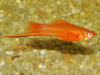 Меченосец Золотая комета (Xiphophorus helleri Golden)