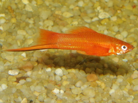 Меченосец Золотая комета (Xiphophorus helleri Golden)