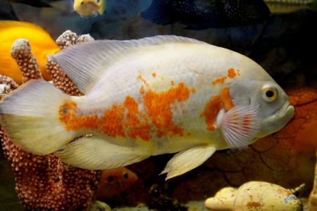 Цихлида Астронотус тигровый альбинос (astronotus-ocellatus albino)