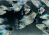 Пецилия голубая ситцевая (Xiphophorus maculatus Blue Calico Platy)