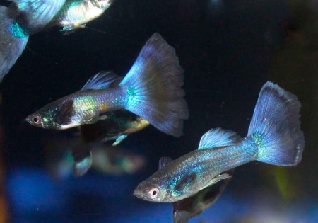 Гуппи синий московский (Guppy Moscow Blue)