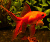 Риукин красный вуалехвостый  (Goldfish Ryukin red veiltail)