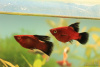 Пецилия красная чернохвостая высокоплавничная (Xiphophorus maculatus red black tail sailfin)