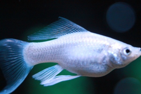 Моллинезия снежинка лирохвостая (Poecilia latipinna Silver lyretail Molly)