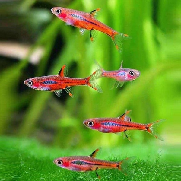 Микрорасбора макулата  (Boraras maculatus) 1,5-1,8 см