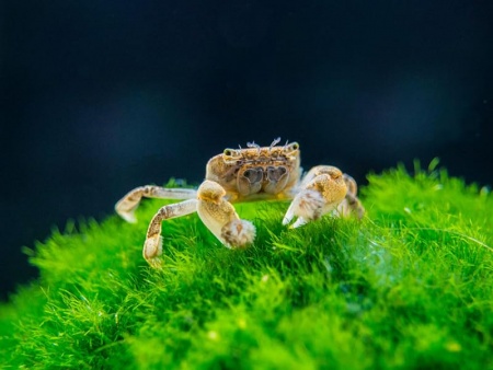КРАБ ПОМПОН  водный (PTYCHOGNATHUS BARBATUS)