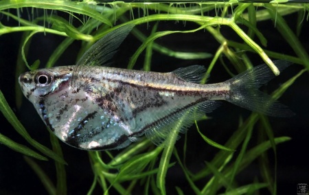Карнегиелла марта (Carnegiella marthae)
