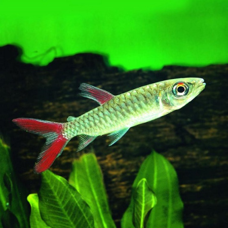 Тетра Хальцеус Краснохвостый (Chalceus macrolepidotus)