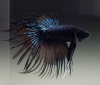Петушок Коронохвостый черная орхидея самец (Betta-male-crown-tail-black-Orchid)
